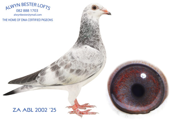 .LOT 2 ALWYN BESTER / BLIZZARD KING KITTEL -ZA 25 ABL 2002 GRIZZLE HEN- BLIZZARD KING KITTEL – Bred from a half brother to sister mating back to Blue Best Kittel, mated to a super Blizzard King Kittel hen.————SIRE: 9106146 NLD 23 .Alias “DOUBLE BLUE BK” Strain: Dehon- Demonseau Color: Chequer Inbred half brother to sister back to BLUE BEST KITTEL. – Blue Best Kittel 1. Nat Acebird KBDB sprint 2021 4. Nat Acebird KBDB sprint 2019 Total 12 x winner of 1. -2. -3. against average 1200 birds.————-DAM: 3007903 BE 24.Alias “MISS GREY” Strain: VELGHE PIGEONS Color: Grizzle Exclusive inbred BLIZZARD KING KITTEL. Bred from a direct son of BLIZZARD KING KITTEL mated to a full sister of BLIZZARD KING KITTEL..SEE PEDIGREE!!!!
