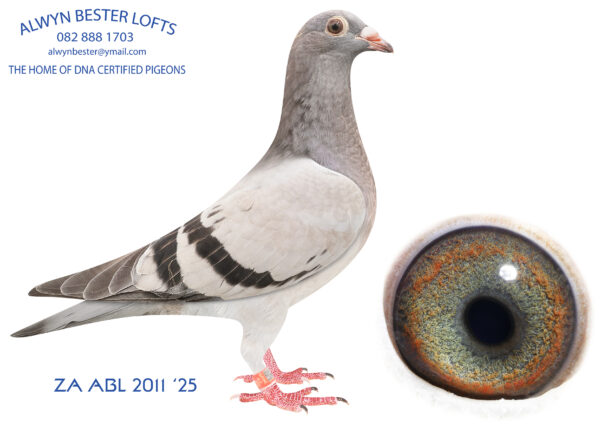 .LOT 3 ALWYN BESTER -ZA 25 ABL 2011 -Bred from the father to 643, GOLD MEDAL OVERALL 2024 2001+(SOLD FOR R252 000.00 ON TOPPIGEON) pigeons mated to a half sister. Super bred.————–SIRE: 2533 ZA 20 ZULU .Alias “ZULU” Strain: Tom Lock Color: Blue Chequer ZULU is half brother to double SANPO Gold long distance 2018, 4th (equal winner) Barzalona race 2019 “Royal Star”, 2nd place Barzalona 2020, KZN Combine winners, Zululand Combine and club winners. ZULU is sire to: ZA ABL 643 2022: SANPO GOLD ALL DISTANCES 2001+ Pigeons 2024 4 x PTA UNION winner and 9 x Club Winner.————-DAM:0260 ZA 18 ZULU .Alias “NEW WINGER” Strain: Tom Lock Color: Blue Bar W/F Bred from the very best of Tom Lock. Mother to son mating back to the super R80 000 pair.SEE PEDIGREE!!!
