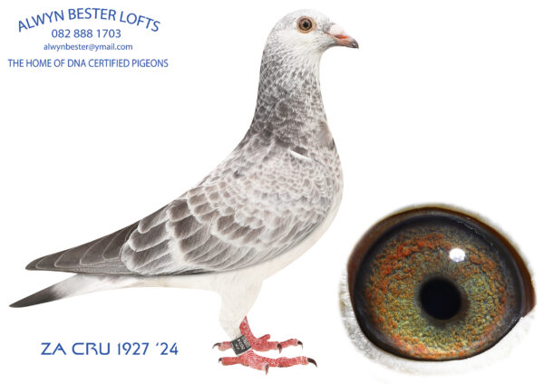 .LOT 1 ALWYN BESTER / BLIZZARD KING KITTEL – ZA 24 CRU 1927 GRIZZLE HEN – INBRED BLIZZARD KING KITTEL———–SIRE: 3007613 BE 24.Alias “DOMINIQUE” Strain: VELGHE PIGEONS Color: Grizzle Inbred son to the BLIZZARD KING KITTEL family. Bred from a son of BLIZZARD KK mated to a full sister of BLIZZARD KK.————-DAM:3007900 BE 24.Alias “LADY GREY” Strain: VELGHE PIGEONS Color: Grizzle Inbred from a son of BLIZZARD KK mated to a full sister of BLIZZARD KK.SEE PEDIGREE!!!