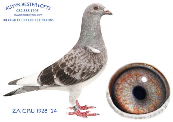 .LOT 3 ALWYN BESTER / BLIZZARD KING KITTEL -ZA 24 CRU 1928 GRIZZLE COCK- INBRED BLIZZARD KING KITTEL———–SIRE: 3007613 BE 24.Alias “DOMINIQUE” Strain: VELGHE PIGEONS Color: Grizzle Inbred son to the BLIZZARD KING KITTEL family. Bred from a son of BLIZZARD KK mated to a full sister of BLIZZARD KK.————-DAM:3007900 BE 24.Alias “LADY GREY” Strain: VELGHE PIGEONS Color: Grizzle Inbred from a son of BLIZZARD KK mated to a full sister of BLIZZARD KK.SEE PEDIGREE!!!