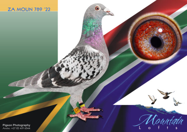 .LOT 1 FERDIE LUBBE – ZA 22 MOUN 789 -“BEST KITTEL 789” BRED ALREADY BRED A SPRINT WINNER ENTER TWO OF HER BABIES AT AFRIKAPRO FOR 2025 SERIES SIRE:” BEST KITTTEL 906″ BELG20 41869006 TWO NESEMATE BABIES BRED FOR AFRIKAPRO 2024 WAS 1ST & 2ND AVERAGE ON ALL TRAINING RACE BEFORE RACE 1 THEY WENT ALLL THE WAY THROUGH AND COMPLETE A VERY DIFFICULT FINAL. GRAND SIRE 1ST ACE YOUNGBIRD———DAM: NL 21 1302162.Alias “PAGASUS” Strain: HOOYMANS Color: BLUE CHECK “PEGASUS” NL21 1302162 TWO NESEMATE BABIES BRED FOR AFRIKAPRO 2024 WAS 1ST & 2ND AVERAGESON ALL THE TRAINING RACE BEFORE RACE 1 THEY WENT ALLL THE WAY THROUGH AND COMPLETE A VERY DIFFICULT FINAL 12TH ACE CARNIVAL GOLD CUP 19TH FINAL GOLD CUP 2ND TRAINING-1.SEE PEDIGREE!!!