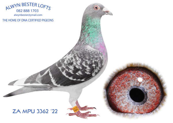 LOT 11 ALWYN BESTER -ZA 22 MHPU 3362 -BRED FROM FRIK STANDER COCK, DOUBLE INBRED FROM GLADIATOR MATED TO A GEERINCKX HEN FROM DEREK STREAK ALSO OUT OF GLADIATOR.——–SIRE:1170 ZA 21 MHPU.Alias “FRIK” Strain: Geerinckx Color: Dark Check INBRED GEERINX FROM FRIK STANDER DIRECTLY INBRED TO GLADIATOR.———–DAM:6863 ZA 18 NKDPK.Strain: Geerinckx INBRED GLADIATOR BROTHER SISTER MATING BRED WINNERS AND SALE WINNERS SON FLEW 7 RACES IN ROW ALWAYS 1ST AT LOFT.SEE PEDIGREE!!!