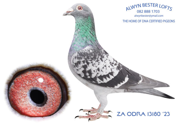 LOT 10 ALWYN BESTER – ZA 23 ODRA 13180 -SIRE: 90691 ZA 18. THIS COCK IS A NESTMATE BROTHER OF THE SIRE OF DU PREEZ EN DEETLEFTS “TURBO KITTEL”(SOLD FOR R242 000.00 ON TOPPIGEON). HE IS ALSO SIRE TO ACE BIRD IN CLUB 2021 AND ACE BIRD MIDDLE DISTANCE 2022 AND 3 X WINNER.Full brother and sister mating to “Golden TT’. These birds cross breeding ability is highly successful for many fanciers across South Africa..——— DAM: 537 ZA 21 ABL. Strain: Alwyn Bester Color: Blue Bar W/F Full sister to ZA ABL 167 2021 (SOLD FOR R338 000.00 ON TOPPIGEON), mother to ZA PWDU 9849 2020, SANPO 6 x Gold Medal winner Worlds Best Allround Pigeon 2021.SEE PEDIGREE!!