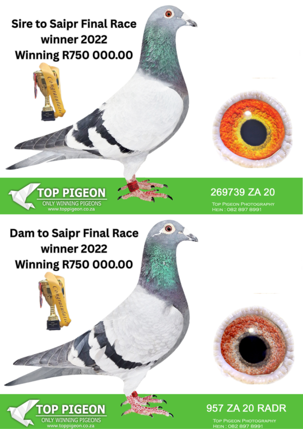 .LOT 1 R750 000.00 PAIR (THIS LOT WILL BE SOLD AS A PAIR)—–COCK: ZA 20 269739 .Father to: • 1st Final Saipr Summer Winner 2022. WINNING R750 000.00.———–SIRE:PL-2018-100150262 “GREG 015” Greg Rockets **”Carl”** Great grandsire to: • 1st Olympiad Allround Oostende 2007. • 1st Ace Pigeon Germany 2006. • 2nd Ace Pigeon Germany 2005. Full brother to “Champ” • 1st Ace Pigeon Germany 2004. • Olympiad Porto Germany 2005. =======DAM:ZA-2019-KRPD-52 “INBRED PURDY” Alfons Klaas Blue Granddaughter to: **”Purdy”** • 1st Grand Ave. Million Dollar 2013. • 3rd Final Million Dollar 2013. In the first drop of 3 pigeons. Winner of multiple top positions: 3, 3, 6, 12, 15, 16, 24, 38, 78, 89, 108. (2,800 – 4,500 pigeons) Daughter DV16-0507-679 • 2nd Ace Pigeon Victoria Falls 2017.SEE PEDIGREE!!!———–HEN: ZA 20 RADR 957 -Mother to: • 1st Final Saipr Summer Winner 2022. WINNING R750 000.00—–SIRE:ZA-2018-TRPF-8065 “65” Mc Dermott Lofts Blue Strain: Tom Lock Flor Engels • 1st Winburg Sprint Fed 703p 1425mpm. His full sister bred for Hein Beneke: • 3rd Ace Bird Dinokeng 2022. • 8th Ace Bird Cape Town Int. 2023. • 19th Final Cape Town Int. 2023. • 2nd Club Sale Race Win Bloem. ========DAM:ZA-2018-NDK-0506 “KLEIN KAASBOER” Mc Dermott Lofts Kaasboer Bont • 1st Bloem Sprint Fed 1296mpm. Proven bloodline for speed and endurance. Brother is a breeder of multiple winners. Father to 6 individual winners. Recognized as a super breeder. Superior traits: speed, endurance and instinct.SEE PEDIGREE!!!