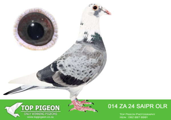 .LOT 1 SAIPR BREEDING STATION – ZA 24 SAIPR OLR 014 -SIRE:IHU S-24-099909 M.”SUPER SPRINT 9″ ANDY QUIRKE PENCIL BLUE PIED COCK WITH A POTENT MIX OF HARDCORE SPRINT BLOOD.————-DAM:IHU S-24-099972 F.”SUPER SPRINT 72″ ANDY QUIRKE BLUE PIED.STUNNING BLUE PIED HEN WITH A POTENT MIX OF HARDCORE SPRINT BLOOD..SEE PEDIGREE!!!