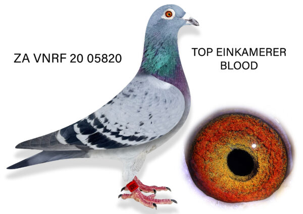 .LOT 6 DIE PAINTERS – ZA 20 VNRF 05820 – Bred directly out of two Einkamerer pigeons. Sire is out of Hooymans bloodlines of “Starleader”, “Sylt Tribun” and the mother is bred out of “Heron” and the well-known “Katelynn” – “Katelynn” os a direct daughter of the famous “Rosie”.SEE PEDIGREE!!!!