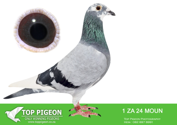 LOT 19 FERDIE LUBBE – ZA 25 MOUN 1 -SIRE:ZA 22 MOUN 435 .Alias “TRUE IMAGE” Strain: MOUNTAIN LOFTS Color: BLUE BAR ”TRUE IMAGE” ZA23 MOUN 435 PERFORMANCE -2024 1ST ACE ALLROUND TPA – 2024 1ST ACE OPEN SERIES TPA – 2024 1ST ACE WEST ROUT TPA 10 WEEKS IN A ROW FROM 339KM TO 680KM – 2024————DAM: ZA 21 VIL 1818.Alias “NEW JEWEL” Strain: MOUNTAIN LOFTS Color: BLUE BAR PIED ”NEW JEWEL ZA23 VIL 1818 FULL SISTER WON LEEU-GAMKA 989KM ON THE DAY LONG DISTANCES GENETIC’S 1STCLUB, 5TH UNION TROMPSBURG 543KM 2023 13TH CLUB, 57TH UNION REDDERSBURG 487KM 2023 28TH CLUB, 99TH UNION SMITHFIELD 540KM 2023.SEE PEDIGREE!!!