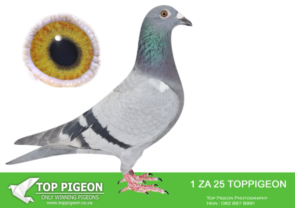 LOT 14 BENEKE LOFTS -ZA 25 TOPPIGEON 1 -SIRE:3795 ZA WPU 23. MARNES NEL. 7th Final Carnival 2024. Bred out of the SAME FATHER AS THE 2ND ACE and 3RD FINAL pigeon winter race Carnival 2023. The mother of 3795 is a full sister of the mother of Love 3 (Victory Love), Super ace winner———-DAM: ZA 22 GPU 6223. KOEKEMOER & GOMES. THIS HEN IS A DIRECT GRAND DAUGHTER TO JET QUEEN. JET QUEEN IS EQUAL FINAL WINNER DINOKENG 2021.SEE PEDIGREE!!!