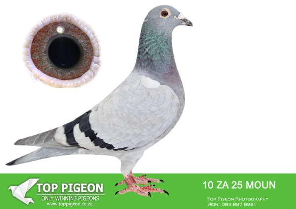 .LOT 9 FERDIE LUBBE -ZA 25 MOUN 10 -SIRE:NL 23 9630891.Alias “NEW UNSEEN FORCES” Strain: BEST OF VAN DEN BULCK Color: BLUE BAR PIED NEW UNSEEN FORCES VERY UNIQUE SPECIAL BREEDING 11 X SUPER PAIR “GOEDE RODE” X “OLYMPIC ROSITA” IN HIS PEDIGREE.———-DAM:ZA 18 MOUN 706.Alias “AVANTE” Strain: FERDIE & PIETER LUBBE Color: MEALY “AVANTE” ZA18 MOUN 706 ONE OF OUR STAR BREEDERS DAM TO MULTIPLE WINNERS WITH DIFFERENT COCKS 1ST GAUTENG COMBINE SPRINGFONTEIN 570KM 1118MPM AGAINST 5000 PLUS PIGEONS 400 MEMBERS.SEE PEDIGREE!!!