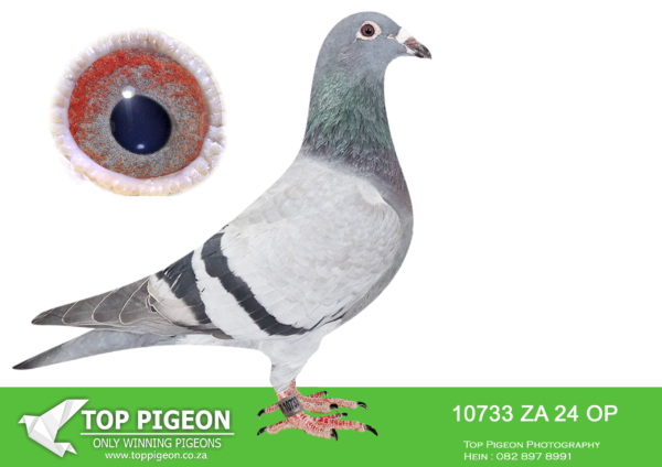 .LOT 3 NORMAN PHILLIPS – ZA 24 OP 10733 -SIRE:BE23-4163757.THIS IS A DIRECT GRANDCHILD TO “VICTORY BEST KITTEL”Direct son to Best Kittel Owned by Thorsten Blank 1. SUPER ACE VICTORIA FALLS WORLD CHALLENGE PIGEON RACE ’21 7. Grand Avg. Ace VFWCPR ’21 13. final VFWCPR 1,555 birds.———–DAM:DV 23 05536 125 . SIRE IS HALF BROTHER VICTORY BEST KITTEL”. PIPA ELITE CENTRE. VICTORY BEST KITTEL WERE 1ST SUPER ACE VICTORIA FALLS AND WERE SOLD FOR 510 000.00 EUROS (9.5 MILLION RAND)..SEE PEDIGREE!!!