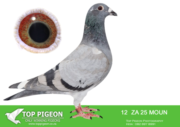 LOT 21 FERDIE LUBBE – ZA 25 MOUN 12 -SIRE:ZA 23 VPU 8129.Alias “BLUE OLYMPIADE SPEED” Strain: BEST KITTEL Color: BLUE BAR “BLUE OLYPIADE SPEED” ZA24 VPU 8129 BRED BY OOA SIRE:”PIED NEW CHRISTIANO” NL22 8436067 A Super cock! Grandson to BELG 4202429;18 – “CHRISTIANO” – One of the best proven breeding sons of ” BEST KITTEL” in the world. Sire to the BEST PIGEON IN THE WORLD SPRINT 2023!————DAM:ZA 23 MOUN 923 .Alias “GOLDEN GREIPEL” Strain: MOUNTAIN LOFTS KITTEL Color: MEALY “GOLDEN GREIPEL” ZA23 MOUN 923 SIRE:”GREIPEL STAR: NL 21 17491192 STRAIN DIRK VAN DEN BULCK SIRE TO:FIRE HAWK ZA23 MOUN 1033 SOLD ON AFRIKAPRO AUCTION AT TOP PIGEON FOR R26,000 – 10/11/24 SIRE TO 3 WINNERS DAM:”GOLDEN MASK” ZA17 MOUN 318 BREEDER OF SUPER WINNERS DAM TO: FIRE HAWK ZA23 MOUN 1033.SEE PEDIGREE!!!