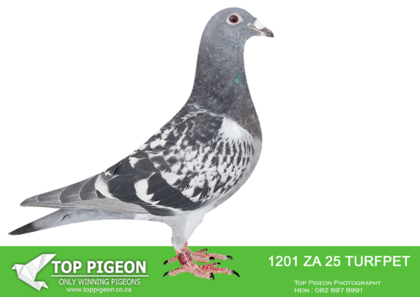 .LOT 2 BENNIE SMIT -ZA 25 TURFPET 1201 -SIRE:ZA-2020-KPU-7247 “PURPOSE-MADE” Painter Painter Checkered white flights TRPF Division Winner out of a SUPER PAIR. They are responsible for 5 winners/double winners/3 x winners, Ace Pigeons etc. Full brother to 853/19 likely SANPO Medal Winner 2019 & the great 304/19 2nd Union & Gauteng West Combine Ace Pigeon in 2021.———–DAM:ZA-2021-CPK-562 “DIMINUTIVE” Painter Putterie Bont Winner — bred from a click pair! Full sister to 307 ’21, a 4x winner for us, and 1062 ’21, who flew 1e Club and 3e Federation TRPF for DS Lofts during 2022. Bred directly out of “Dual Purpose” the Sanpo Silver Medal Winner, when mated to “Ring Facie” mother of the Sanpo Gold Medal Winner. She shares the same mother as the unbelievable “Medal Miss” — 7x Top 10 Union (1,100 birds average) in 8 weeks and never outside the first 45 in Union in 9 races. The best racer we have had in over 60 years of racing!SEE PEDIGREE!!!