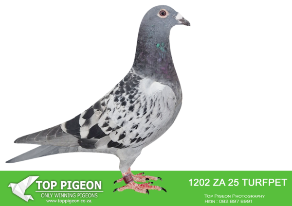 .LOT 5 BENNIE SMIT -ZA 25 TURFPET 1202 -SIRE:ZA-2020-KPU-7247 “PURPOSE-MADE” Painter Painter Checkered white flights TRPF Division Winner out of a SUPER PAIR. They are responsible for 5 winners/double winners/3 x winners, Ace Pigeons etc. Full brother to 853/19 likely SANPO Medal Winner 2019 & the great 304/19 2nd Union & Gauteng West Combine Ace Pigeon in 2021.———–DAM:ZA-2021-CPK-562 “DIMINUTIVE” Painter Putterie Bont Winner — bred from a click pair! Full sister to 307 ’21, a 4x winner for us, and 1062 ’21, who flew 1e Club and 3e Federation TRPF for DS Lofts during 2022. Bred directly out of “Dual Purpose” the Sanpo Silver Medal Winner, when mated to “Ring Facie” mother of the Sanpo Gold Medal Winner. She shares the same mother as the unbelievable “Medal Miss” — 7x Top 10 Union (1,100 birds average) in 8 weeks and never outside the first 45 in Union in 9 races. The best racer we have had in over 60 years of racing!SEE PEDIGREE!!!