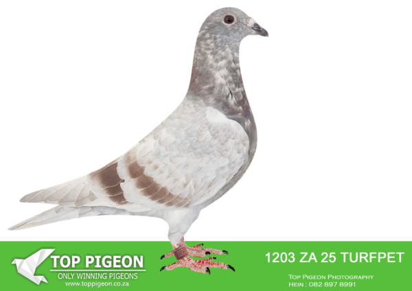 .LOT 3 BENNIE SMIT -ZA 25 TURFPET 1203 -SIRE:ZA-2023-BULLCAT-1677 “Best Mike” Bennie Smit Kittel. SUPERB BRED KITTEL COCK————DAM:ZA-2021-KPU-205 “BIG MAMA” Painter Putterie Blue Mother to: • 1st Union and 3 other Winners. Father “Blue Whip” the sire of “Bakbeen” that bred Afrika Pro Green Jacket Winner 2024. Mother “Jenny” One of the best racers ever in the Western Cape • 2x FB Truck Winner in one season. • 1st Combine FB and WCPTA Truck, Victoria Wes 474km (+ 9000p).SEE PEDIGREE!!!