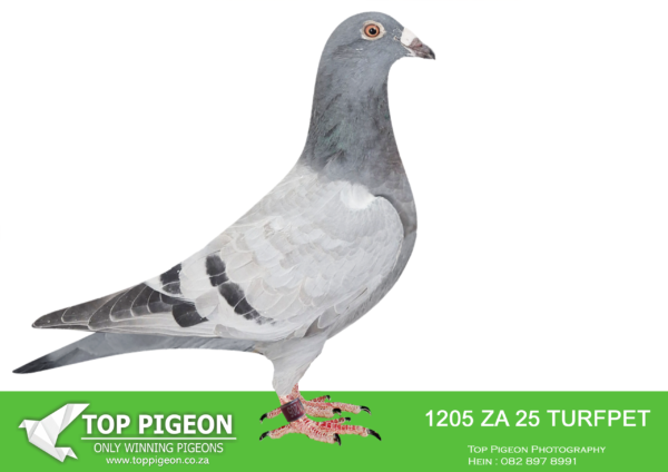 .LOT 3 JULY EXTRAVAGANZA AUCTION -ZA 25 TURFPET 1205 -SIRE:ZA-2022-GPU-3148 Bennie Smit. GRANDSON TO “KITTEL GOLD” SON TO KITTEL. ALSO GRANDSON TO “MELT’S BEST KITTEL”.———–DAM:ZA-2024-NOVP-3366 “INBRED BEST KITTEL” Bennie Smit Light checkered Bred out of the finest “Best Kittel” blood in South Africa.SEE PEDIGREE!!!