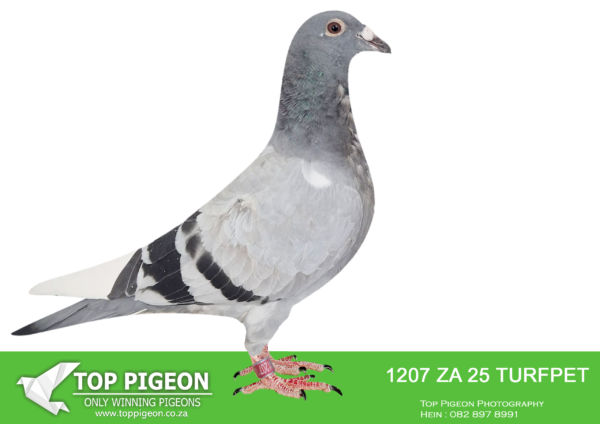 .LOT 6 BENNIE SMIT -ZA 25 TURFPET 1207 -SIRE:ZA-2024-ABL-1470. ALWYN BESTER KITTEL. HIS DAM IS Linebred and inbred from his own daughter and dam. Her dam “Angelina”, Super full sister to “Kittel” “Extreme Kittel” is mother to: • 1st Hotspot Dinokeng 2022. • 2nd Hotspot Dinokeng 2022.———–DAM:ZA-2022-WFL-124 Drikus Odendaal Blue Bred ZA-2024-TRPF 14532 – 1st Ace YB TRPF 10 Fed positions in 2024 2nd Club / 4th Fed Colesberg against 761 birds 3rd Club / 5th Fed Hanover against 211 birds Bred ZA-2022-TRPF-342 1st Club / 1st TRPF Cradock OB Championship against 675 birds – winning margin of 21 minutes in TRPF Bred ZA-2022-TRPF-308 – 17 Ace TRPF 2024 10 Positions TRPF 2024 4th Springfontein against 780 birds.SEE PEDIGREE!!!