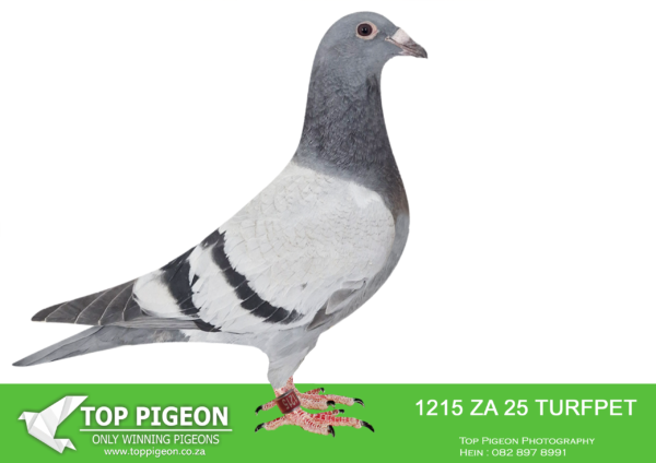 .LOT 7 BENNIE SMIT -ZA 25 TURFPET 1215 -SIRE:ZA-2021-280 “STORICO” Painter NG Blue Superb linebred Kaasboer Cock – one of the best handlers in this line. Excellent racer and winner scoring in the top places regularly———–DAM:ZA-2019-D-362 “IRON MISS” Painter Putterie Blue SUPER RACER!! Union Winner and 4x Union Top 10. Halfsister to “LONGOLD” our 2022 Sanpo Gold Medal Winner Long Distance Full sister to “IRON LADY” who flew 1st Club 1st Union 1st Gauteng Province 1st Zone 1 from Upington Inter Provincial 2020. IRON LADY is a 6-time winner over all distances from 280km to 1054km. Also half-sister to 19 other winners and also our top OLR performer SUPER SURF.SEE PEDIGREE!!!