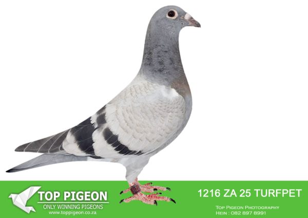 .LOT 8 BENNIE SMIT -ZA 25 TURFPET 1216 -SIRE:ZA-2020-022 “DINOKENG DESERTER” Painter Putterie Blue Bred from click pair. Entered at Dinokeng but returned to stock loft where he was bred during breaking in process. Full brother to “BENNIE’S ACE” and 175 ’20 who is a 3x Winner. His other sister 4749 ’20 also a winner for the late Ds. Painter.———–DAM:ZA-2021-ZAKPU-654 “Big Girl” Painter. HER DAM IS Daughter of the legend “Blue Stallion” Racing Performance: • 2x Leeu Gamka Winner. Multiple Top Club and Union positions. Progeny continue to breed winners up to the 4th and 5th generations. Exceptional Painter Putterie lineage – virtually impossible to improve upon.SEE PEDIGREE!!!