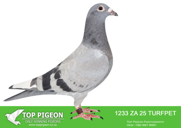 .LOT 9 BENNIE SMIT -ZA 25 TURFPET 1233 -SIRE:ZA-2023-KPUD-493 “TOPREP” Painter NG Blue Direct son of “Ring Facie” who is the mother to two individual 1e National Ace Pigeons – “Medal Miss” (1e Ace Middle Distance 2019) and “Golden Whip” (1e Ace Long Distance 2024) “Ring Facie” is also the mother to “Bakbeen” father of 1e Green Jacket Series Afrikapro 2024. The father to “Master Whip” is “Replica Whip” – a top breeding son of our No. 1 breeding cock “Blue Whip” The mother to “Replica Whip” is our famous hen “Elusive” the mother to “Tatjana” – 1e National Ace All Distances 2024. This young cock carries the blood of three of our foundation pigeons.————DAM:ZA-2017-WRRPD-875 “BLUE QUEEN” Painter NG Blue She was one of our best racers in 2018 – 2019 • 2x Union winner. • 5x Club winner. She returned from her last race with her ring cut off and went on to have a glorious career in our breeding loft. Mother to 6 winners, including Union and Combine win. She is directly out of “New Queen” the mother of the famous “Dual Purpose” – one of the top emerging breeders in South Africa. “Blue Queen” was bred from a true click couple. 4x Union winners from 6 babies bred. She was the best of those and will continue to breed champions for many years to come.SEE PEDIGREE!!!