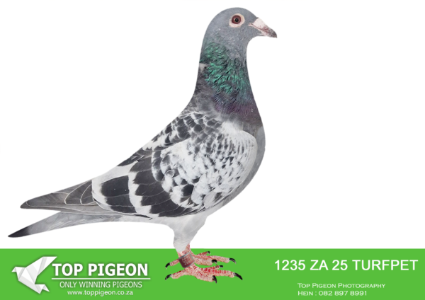 LOT 12 BENNIE SMIT -ZA 25 TURFPET 1235 -SIRE:ZA-2022-OERF-139 “SKARMINKEL” Painter NG Dark checkered Directly from two legendary breeders. Together they formed a click couple, breeding 4 winners and “Liekie” who was our star performer at Afrika Pro in 2023. His brother is a great breeder for Sufyaan Benjamin in Cape Town – his childrten include winners and top performers at One Lofts. Bred according to our famous “Recipe” – progeny of the “Potshot Pair” x to progeny of the “Diamond Pair”.———–DAM:ZA-2019-8144 “SK WINGS” Painter NG Checkered Direct daughter of the famous “SK Hen” – 2x Winner and full sister to a 2x Winner, halfsister to no less than 16 other winners – including the famous “Skaam Cock” and “Pink Lady”.SEE PEDIGREE!!!