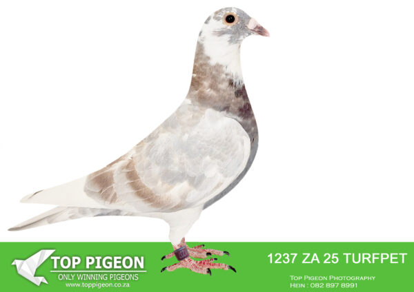 LOT 10 BENNIE SMIT – ZA 25 TURFPET 1237 -SIRE:ZA-2024-VPU-7100 “WHAT A KITTEL” Egbert O’Kelly Kittel Red We did not intend to offer him for sale!! The father – Top import. Linebred “Kittel” and “Greipel” The mother is linebred to the, Super Sprint Red Kittel Line!!———–DAM:ZA-2023-GPU-5688 “Inbred Banksy hen” Bennie Smit Kittel Checkered.SEE PEDIGREE!!!!