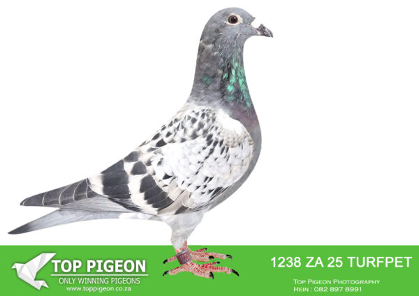 LOT 14 BENNIE SMIT -ZA 25 TURFPET 1238 -SIRE:ZA-2020-KPU-7247 “PURPOSE-MADE” Painter Painter Checkered white flights TRPF Division Winner out of a SUPER PAIR. They are responsible for 5 winners/double winners/3 x winners, Ace Pigeons etc. Full brother to 853/19 likely SANPO Medal Winner 2019 & the great 304/19 2nd Union & Gauteng West Combine Ace Pigeon in 2021.———-DAM:ZA-2022-KPU-296 “Dubbel Ring Dual Purpose” Painter Painter. BRED DIRECTLY OUT OF “DUAL PURPOSE” AND “BLOEM QUEEN”.SEE PEDIGREE!!!