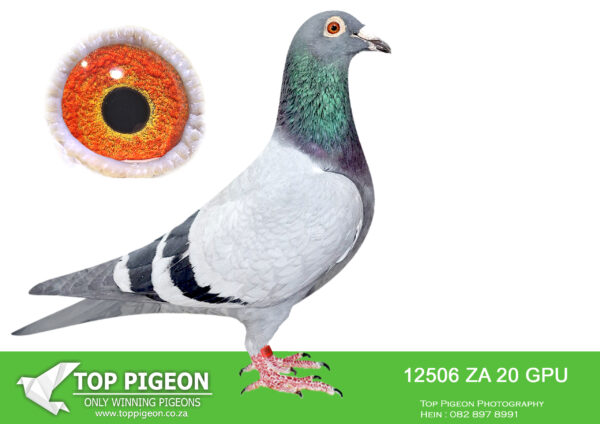 .LOT 2 BILLY KITCHENBRAND -ZA 20 GPU 12506 – CLUB WINNER VENTERSBURG 236KM BOKSBURG CLUB ——–SIRE: 1557 ZA 16 GPU. Strain: KITCHENBRAND’S LOFT. Color: BB. 1ST CLUB 1ST UNION GPU. 1ST CLUB 3RD UNION GPU. BROTHER 13918 2ND CLUB 2ND UNION GPU. 1ST CLUB 2ND UNION GPU. 3525 2ND CLUB 3RD UNION GPU. SISTER 1002 BEST BIRD BOKSBURG CLUB 2ND BEST BIRD LONG DISTANCE COMBINE.———————- DAM:12773 ZA 17 GPU. WINNER FOR BILLY KITCHENBRAND. FULL SISTER TO SUPER BREEDERS. THIS HEN IS BRED DIRECTLY OUT OF THE SMUTS PAIR OF GJT LOFTS.SEE PEDIGREE!!!