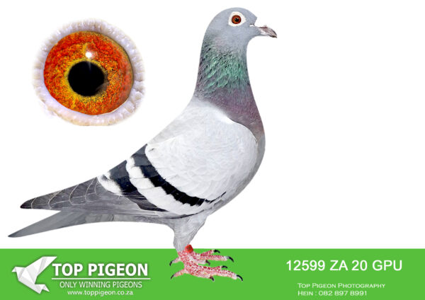 .LOT 5 BILLY KITCHENBRAND – ZA 20 GPU 12599 -1ST CLUB BLOEMFONTEIN 387KM BOKSBURG CLUB 8TH GPU UNION – 10TH GPU UNION REDDERSBURG 433KM————SIRE: 19318 ZA 16 TRPF. Strain: KITCHENBRAND’S LOFT. Color: Blue Bar. 1ST CLUB 2ND UNION. 2ND CLUB 2ND UNION. SIRE TO NAMIBIE ONE LOFT WINNER WITH OVER AN HOUR. SIRE TO 12599 ALSO WINNER.————- DAM: 26751 ZA 09 TRPF-D. Alias “”LADY NIX””. Strain: KITCHENBRANDS LOFT. Color: BB. 2 X Fed. Winner – Billy kitchenbrand. SEE PEDIGREE!!!!!!!