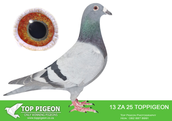LOT 10 BENEKE LOFTS – ZA 25 TOPPIGEON 13 -SIRE: 203022 FR 19 “GREG 22” Bloodlines from Kaasboer and P.Veenstra – SAMDPR 2019/2020 . Bred 3rd ACE Dinokeng 2022 . Bred 8th ACE CTIOL 2023. Bred 2nd Club Sale Bloemfontein. Bred 19th Final CTIOL 2023.——DAM:1541 ZA CRU 21. DU PREEZ AND DEETLEFS. SIRE IS HALF BROTHER TO DAM (SOLD FOR R338 000.00 ON TOPPIGEON) “TURBO KITTEL” 8 X SANPO MEDAL WINNER.SEE PEDIGREE!!!