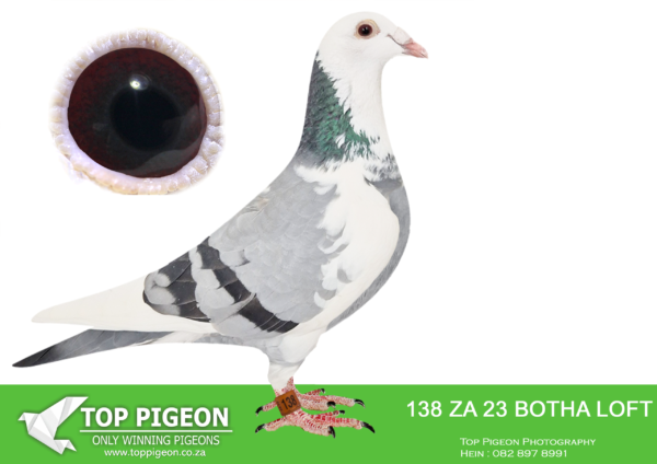 LOT 19 BOTHA LOFTS – ZA 23 BOTHA LOFT 138 -SIRE:8993 ZAPWDU 20. Bred from click pair, sold for R250 000. Full brother to: 08223/15; 9x top 27 PWDC; 1st 2YO, 3rd Overall; 3rd Open, 4 S/Dist bird; 11580/16; Excellent racer bred 2316/20 Cradock Union winner by 22min. 11581/16; Excellent racer bred 1313/22, Gariep Dam Union Winner. 4195/19, Verkeeerdevlei, Union winner.——DAM:8983 ZA 20. BRED FROM A BROTHER TO CONCORDE MATED TOP HOPE (2020 DINOKENG BAKKIE RACE WINNER).SEE PEDIGREE!!!