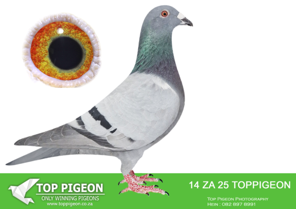 LOT 16 BENEKE LOFTS -ZA 25 TOPPIGEON 14 -SIRE: 203022 FR 19 “GREG 22” Bloodlines from Kaasboer and P.Veenstra – SAMDPR 2019/2020 . Bred 3rd ACE Dinokeng 2022 . Bred 8th ACE CTIOL 2023. Bred 2nd Club Sale Bloemfontein. Bred 19th Final CTIOL 2023.——DAM:1541 ZA CRU 21. DU PREEZ AND DEETLEFS. SIRE IS HALF BROTHER TO DAM (SOLD FOR R338 000.00 ON TOPPIGEON) “TURBO KITTEL” 8 X SANPO MEDAL WINNER.SEE PEDIGREE!!!