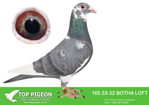 LOT 18 BOTHA LOFTS – ZA 22 BOTHA LOFTS 165 -SIRE: 199323 ZA 19 “Mapimpi”. JAN BESTER . THIS COCK BRED A 6 X WINNER AND A 2 X FED WINNER FOR MADELEIN.——-DAM: 9119 ZAPRPC 19. ALWYN BESTER. THIS HEN IS A DIRECT GRANDCHILD TO “MUGABE”.SEE PEDIGREE!!!