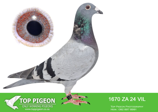 .LOT 3 PIGEON PALACE -ZA 24 VIL 1670 -Bred from a full brother to Sister ‘Turbo Kittel’ x ‘Inbred Harry’ Jan————–SIRE:ZABOT-24-313 C ‘BB Turbo Kittel’ Turbo Kittel.Bred from full brother x sister ‘Turbo Kittel’. ‘Turbo Kittel’was National Ace pigeon. & 8 x SANPO medal winner. 5 x winner also best bird union, best Yearling union, best middle distance union for du Preez & Deetlefs. Parents sold for R 580 000 on Toppigeon auction.—————DAM:KRPS-20-2822 H ‘Super Hooymans’ Hooymans BCH Super handling hen that is picture perfect. She is a breeder of top OLR birds as well as many winners. Her daughter flew 30th Vic Falls final in 2022 This hen is one of the best Hooymans breeders in the Republic.SEE PEDIGREE!!!!
