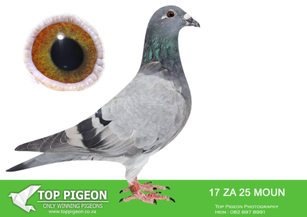 LOT 24 FERDIE LUBBE – ZA 25 MOUN 17-SIRE:DV 19 07364 724.Alias “SON VETTEL” Strain: One Loft Genes Color: BLUE BAR ”SON VETTEL” DV19 07364 724 SIRE TO: “NEW HERO” GB22 A 73053 27TH FINAL AFRIKAPRO 601 KM 2023 35TH ACE BLUE JACKET AFRIKAPRO 2023 “SON VETEL” DV19 07364 724 SIRE: “VETTEL” DV11 0507 505 SUPER BREEDER GRAND SIRE TO “KLAAS” 3RD FINAL VICTORIA FALLS FINAL 2017 WINNER OF $50 000———–DAM:ZA 23 MOUN 989.Alias “DOUBLE COMBINE” Strain: MOUNTAIN LOFTS Color: BLUE BAR ”DOUBLE COMBINE” ZA23 MOUN 989 GAUTENG COMBINE WINNER Y.O NOUPOORT 700KM 2024 GREATER GAUTENG COMBINE WINNER Y.O 700KM 2024 DAM: ZA22 MOUN 589 FULL SISTER “QATAR HORSE” ZA22 MOUN 057 AFRIKA PRO “QATAR HORSE” ZA21 MOUN 057.SEE PEDIGREE!!!