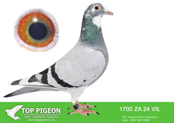 .LOT 6 PIGEON PALACE – ZA 24 VIL 1700 -Halfsister to : ‘Julia’ Afrika Pro final winner 600km in 2022 Best bird Gauteng combine 2024 2nd Ace Marlbank 3rd final 2024 *Winner Afrika Pro race also co-winner race sold for 9200 euros 5 birds top 100 final Afrika Pro————-SIRE:ZA-18-82880 C ‘Double Combine’ Pigeon Palace.Super Number one’ son. Outstanding racer & breeder. His daugher 1955/21 ‘Julia’ won the prestigious Africa Pro OLR final in 2022 from 601km. In the 2023 Africa Pro final race his two children came 26th final ‘Esme’ and his son 57th final ‘King Africa’. In 2024 he bred 2nd Ace 3rd final Marlbank OLR. 700 km. Afrika Pro ’24 race winner also 5th position co- winner 77th final on the day. Saipr hotspot co-winner & 18th final also 8th. Ace pigeon summer race. Excellent breeder!————DAM:ABL-21-368 H ‘Kittel 368’.Top breeder click hen to 7712 son ‘Number One’. Sire & dam to best bird TRPF also best bird Ace Gauteng combine allround. Halfsister to 643/2/22 a 4x union winner & SANPO Silver medal winner. 604/22 a Gauteng combine winner and double union winner also SANPO silver. medal winner YB, 1/2 sis to dam of ‘Turbo Kittel 6 x SANPO gold medal winner etc.SEE PEDIGREE!!!