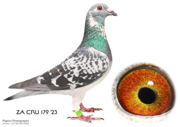 .LOT 2 FERDIE COETZER – ZA 23 CRU 179 -What a gem of a racing pigeon . This CPD cock is perfect in every way . If i want to remind myself how a racing pigeon should handle i go and catch him . He has a gentle personality , a silky plumage , a super body , say no more . His sire ZA 20 ABL 195 is the full brother of Turbo Kittel”s dam , the red Kittel hen sold for R338000 recently on top pigeon . His children all went for stock purposes .SEE PEDIGREE!!!