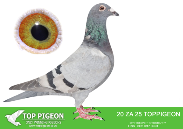 .LOT 3 BENEKE LOFTS -ZA 25 TOPPIGEON 20 -SIRE:3047876 BE 23 “NEW KIM’S ENABLE”. BRED FROM THE MOST EXPENSIVE GENETICS IN THE WORLD “NEW KIM” AND TOM VAN GAVER.———-DAM: 629 ZA ABL 22 BB ALWYN BESTER. BRED FROM Another daughter to the famous Roodhooft hen 6250286/04, who is dam to the 5 x TRPF winner for Schmidt & Bouwer and several other great racers. This hens grandmothers on both sides are ful.SEE PEDIGREE!!!