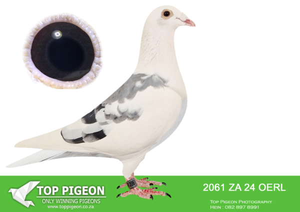 .LOT 6 FERDIE COETZER – ZA 24 OERL 2061 – is a bpd Best Kittel hen with the finest muscles i have ever seen . A high class hen bred from my super producing pair Best Kittel 606 x Best Kittel 1523 . I have crossed these pigeons with great results to my family . They are high performing , resilliant and win over all distances and velocities , If you are looking to add world class muscle to your pigeons , this hen is your answer .SEE PEDIGREE!!!