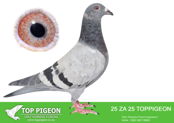 .LOT 1 BENEKE LOFTS – ZA 25 TOPPIGEON 25 -SAME BRED FLEW 20TH SPRINT RACE 2 CENTRAL OLR 2025——SIRE: ZA 23 CYRL 3505. 7TH FINAL AFRIKAPRO 2023. ANDREAS MOELLER BLOODLINES. 14TH BLUE JACKET ACE PIGEON AFRIKAPRO 2023.—————–—DAM : ZA 17 TRPF 5107 FLOR ENGELS/TOM LOCK/SILV ACE BIRD OVERALL DIVISION 2 2019. 3RD BEST BIRD OVERALL GAUTENG COMBINE 2019. 40TH BEST BIRD SHORT DISTANCE GAUTENG COMBINE 2019. 40TH BEST BIRD MIDDLE DISTANCE GAUTENG COMBINE 2019. 94TH BEST BIRD LONG DISTANCE GAUTENG COMBINE 2019. 2ND BEST BIRD SHORT DISTANCE O.E.R.F RAND 2019. 2ND BEST BIRD OVERALL O.E.R.F RAND 2019. 2ND BEST BIRD MIDDLE DISTANCE O.E.R.F RAND 2019. 4TH BEST BIRD LONG DISTANCE O.E.R.F RAND 2019. SEE PEDIGREE!!!!!!!