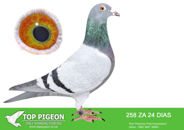 .LOT 1 NORMAN PHILLIPS – ZA 24 DIAS 258 -SIRE:BE20-4157384.HBRTH QUATRO PORSCHE 384.SIRE IS DIRECT SON OF “NEW PATRICIA” ONE OF THE BASIC BREEDER HENS OF PIPA ELITE CENTRE.———-DAM:NL 22-8124464.Derksen v/d Keuken. Blue .DIRECT DAUGHTER TO “MAYLA”.Halfsister of Mayla:.2e Nat. Cat. Long Fci,  2e Nat. Cat.Allr Fci ,2e Cat.Allr. Comp. .De Allerbeste. 3e World Best Pigeon Allround 2022.SEE PEDIGREE!!!