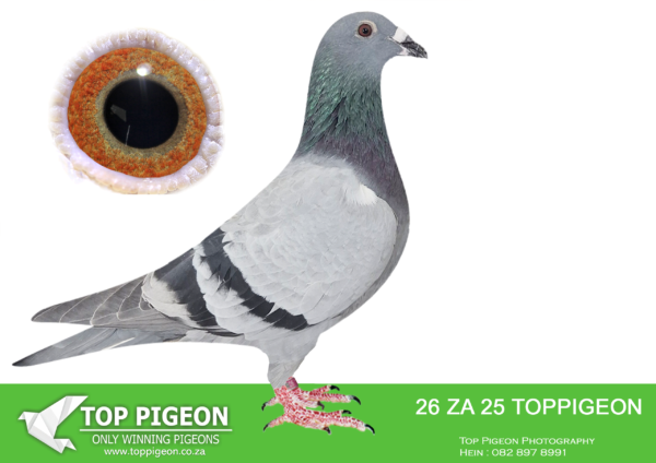 LOT 13 BENEKE LOFTS -ZA 25 TOPPIGEON 26 -SIRE:3381 ZA PWDU 21. PROF H DE JAGER. GRANDSON TO GOLD MEDAL WINNER.——–DAM:ZA 21 PWDU 3009 . PROF H DE JAGER. GRAND DAUGHTER TO GOLD MEDAL WINNER.SEE PEDIGREE!!!