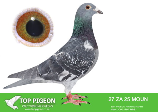 LOT 22 FERDIE LUBBE – ZA 25 MOUN 27 -SIRE:ZA 23 MOUN 969.Alias “THE PERFORMER” Strain: MOUNTAIN LOFTS Color: BLUE CHECK ”THE PERFORMER” ZA23 MOUN 969 SUPER RACER SCORED IN EVERY YB RACE WE ENTER HIM WEEK AFTER WEEK OUR BEST YB IN TPA 2024. SUPER COCK LIKE HIS FATHER NEVER QUIT.———–DAM:ZA 22 MOUN 408.Alias “DIAMOND WINGS” Strain: FERDIE & PIETER LUBBE Color: BLUE CHECK ” DAIMNOND WINGS” ZA22 MOUN 408 DOUBLE WINNER BRED FROM SUPER PERFORMING GENETIC’S SIRE:”THE ORIGINAL” ZA18 MOUN 816 SIRE TO: ZA20 MOUN 909 SANPO SILVER MEDAL LONG DISTANCE 2023 AND 4 X 1ST ACE OVER 3 YEARS SIRE TO :ZA21 VIL 1817 “FULL CREDIT” 5 X WINNER 2 X UNION WINNER.SEE PEDIGREE!!!