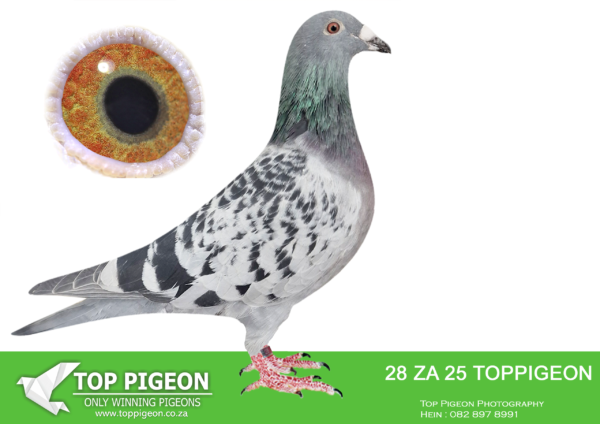 .LOT 5 BENEKE LOFTS -ZA 25 TOPPIGEON 28 -SIRE:1264948 KWT FED 23.”PARADISE FLOWER”.2ND RACE 3 AFRIKAPRO – EQUAL WINNER. 2ND RACE 5 AFRIKAPRO – EQUAL WINNER. 18TH GREEN JACKET AFRIKAPRO 2024. SAME BRED FLEW 4TH AFRIKAPRO RACE 1 2024————DAM:9104 ZA GPU 23 BEAT THE CLOCK Beneke Lofts 4TH RACE 1 AFRIKAPRO – EQUAL WINNER. 20TH BLUE JACKET AFRIKAPRO – RACE 9.SEE PEDIGREE!!!