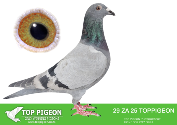 LOT 18 BENEKE LOFTS -ZA 25 TOPPIGEON 29 -SIRE:16722 ZA TRPF 12.FLOR ENGELS. SIRE TO GAUTENG ACE PIGEON COMBINE.————DAM: 0679 ZA 23 SDHU. DOUBLE VIETNAM.INBRED TO VIETNAM.030 IS HALF BROTHER TO MIX,WINNER MDPR. SOLD FOR 1.2 MILLION TO MIKE GANUS. BROTHER 030 BRED BIG WINNER IN USA. 0001 SON OF THIS PAIR WON TRUCK FOR ME AND ALSO FLEW SECOND TRUCK.ANOTHER SON WAS BEST BIRD FOR ME 2023.THIS IS MOST PROBABLY MY BEST PAIR.SEE PEDIGREE!!!