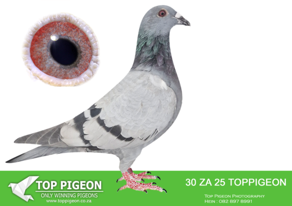 LOT 15 BENEKE LOFTS -ZA 25 TOPPIGEON 30 -SIRE:16722 ZA TRPF 12.FLOR ENGELS. SIRE TO GAUTENG ACE PIGEON COMBINE.————DAM: 0679 ZA 23 SDHU. DOUBLE VIETNAM.INBRED TO VIETNAM.030 IS HALF BROTHER TO MIX,WINNER MDPR. SOLD FOR 1.2 MILLION TO MIKE GANUS. BROTHER 030 BRED BIG WINNER IN USA. 0001 SON OF THIS PAIR WON TRUCK FOR ME AND ALSO FLEW SECOND TRUCK.ANOTHER SON WAS BEST BIRD FOR ME 2023.THIS IS MOST PROBABLY MY BEST PAIR.SEE PEDIGREE!!!