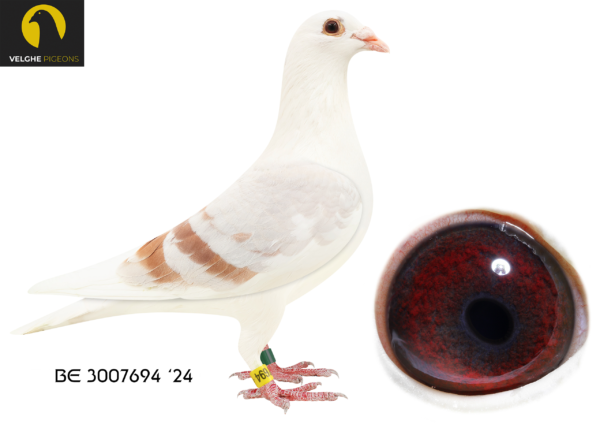 .LOT 7 VELGHE PIGEONS AUCTION 2 – BE 24 3007694 MEALY PIED HEN -SAME BRED SOLD FOR R25 000.00 ON TOPPIGEON ————SIRE:BE 23-6133602 LIBERAAL 602. Van den Bulck Dirk. Child LIBERAAL: 4. ACE COMBINE 2017. 3. PRIZE 1.142 BIRDS. 5. PRIZE 1.084 BIRDS. 5. PRIZE 767 BIRDS..————–DAM:BE 23-6133578 OLYMPIC KITTEL 578. Van den Bulck Dirk. CHILD OLYMPIC KITTEL 2. PRIZE 2.057 BIRDS. 3. PRIZE 584 BIRDS. 4. PRIZE 2.089 BIRDS. 5. PRIZE 2.721 BIRDS. 5. PRIZE 2.139 BIRDs. BREEDER OF +10X 1.P. 1. PRIZE 1.274 BIRDS. 20.NAT ACE KBDB 2018.SEE PEDIGREE!!!