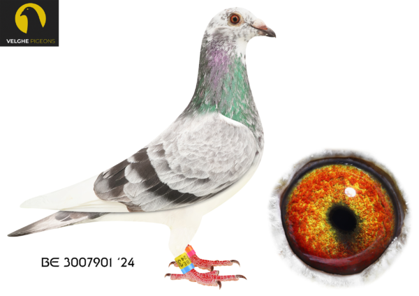 .LOT 1 VELGHE PIGEONS AUCTION 2 – BE 24 3007901 GRIZZLE HEN——–SAME BRED SOLD FOR R79 000.00 ON TOPPIGEON——-INBRED BLIZZARD – INBRED OLYMPIC ROSITA – KITTEL -DOUBLE BLIZZARD————-SIRE:B 22-4207828 M GRIZZLE BLIZZARD 828 Flanders Collection Grizzle…DIRECT SON TO LEGENDARY BLIZZARD KING KITTEL. SAME MOTHER BRED: 1. PRIZE 3.757 BIRDS. 3. PRIZ. 17.711 BIRDS. 3. PRIZE 545 BIRDS. 7. PRIZE 813 BIRDS. 7. PRIZE 385 BIRDS. 25.PRIZE 881 BIRDS. 32.PRIZE 1.904. 37.PRIZE 347 BIRDS. 40.PRIZE 9.452 BIRDS—————–DAM:B 22-4207843 V GRIZZLE BLIZZARD 843. Flanders Collection. Grizzle .DIRECT FROM BLIZZARD. SAME MOTHER BRED: – WITTE KITTEL 1. PRIZE 1.042 BIRDs. 6. PRIZE 1.745 BIRDS. 6. PRIZE 1.008 BIRDS. 8. PRIZE 1.587 BIRDS. 23. PRIZE 1.258 BIRDS. 54.PRIZE 2.144 BIRDS.SEE PEDIGREE!!!