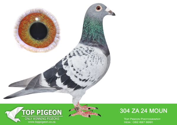 LOT 18 FERDIE LUBBE – ZA 24 MOUN 304 -SIRE:DV 20 02227 3201.Alias “AMAZING CHANCE” Strain: REINHARD GEBHARDT Color: DARK CHECK ”AMAZING CHANCE ” DV20 0227 3201 REINHARD GEBHARDT FULL BROTHER TO: “SECOND CHANCE” 2ND FINAL SAMDPR 2016————DAM: 21 ZULU 330.Alias “BEUATY 330” Strain: SANPO GOLD – 80 X 810 Color: BLUE BAR “BEAUTY 330” ZA21 ZULU 330 GIFT FROM MY GOOD FRIENDS LEON & MANIE BADENHORST Bred for stock. super pigeon. Full sister to “Monique” double SANPO Gold Medal winner long distance 2018, Full sister to “Royal Star” Equal 1st (4th) place Dinokeng Barzalona Race 2019 – (4 birds on the drop)..SEE PEDIGREE!!!