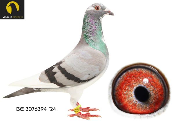 .LOT 2 VELGHE PIGEONS AUCTION 2 – BE 24 3076394 BBAR PIED HEN-GREIPEL , KITTEL , LIBERAAL,MIRACLE ——–SIRE:BE 24-3076394.FLYING DUTCHMAN 632. Van den Bulck Dirk. CHILD FLYING DUTCHM. 1.ACE 10-Verbond ’20. 3.ACE 10-Verbond ’21. 1/337 ,1/274 ,1/195, 2/271 ,2/267, 2/414 2/165, 3/232, 4/330, 4/258, 4/172, 7/339,————DAM:BE 23-6133623.GREIPEL 623. Van den Bulck Dirk. Same father GREEN EYE. 1.Ace Yearling 10- verbond: 1/352, 1/172,Grandchild GREIPEL: 6.NAT ACE KBDB 2013.SEE PEDIGREE!!!