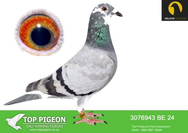LOT 17 VELGHE PIGEONS AUCTION 2 -BE 24 3076943 BBAR PIED HEN -Grandchild OLYMPIC KITTEL 006- Inbred MIRACLE -GOEDE RODE———-SIRE:BE 23-6133579 OLYMPIC KITTEL 579. Van den Bulck Dirk. CHILD OLYMPIC KITTEL 2. PRIZE 2.057 BIRDS. 3. PRIZE 584 BIRDS. 4. PRIZE 2.089 BIRDS. 5. PRIZE 2.721 BIRDS. 5. PRIZE 2.139 BIRDS. BREEDER OF +10X 1.P. 1. PRIZE 1.274 BIRDS. 20.NAT ACE KBDB 2018.——–DAM:BE 23-6133624 GREIPEL 624 .Van den Bulck Dirk .Same father GREEN EYE 1.Ace Yearling 10- verbond: 1/352, 1/172, 5/1905, 12/946, 13/951, 16/1040, 17/1092, 18/1858 ,23/1307.SEE PEDIGREE!!!!